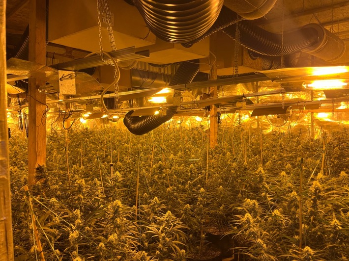 Illegale Cannabis-Plantage im Altenaer Steinbruch entdeckt - Zwei Festnahmen!