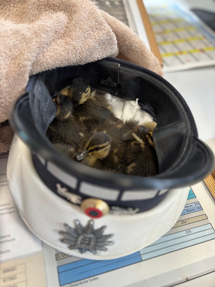 Polizei rettet Entenküken: Tierischer Einsatz auf der Autobahn A5!