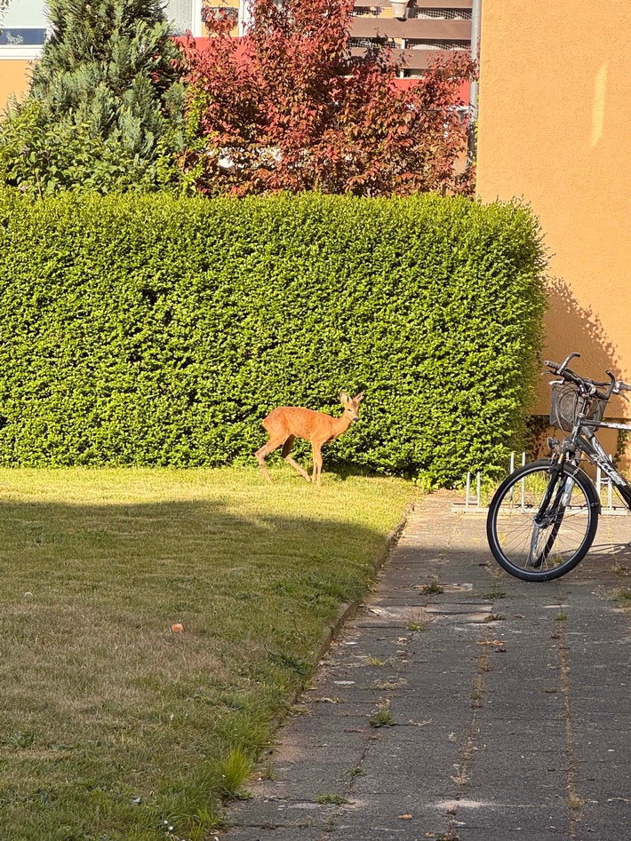 Reh-Rettung in Bremerhaven: Polizei befreit verängstigtes Tier!
