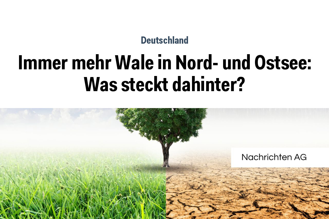 Immer mehr Wale in Nord- und Ostsee: Was steckt dahinter?