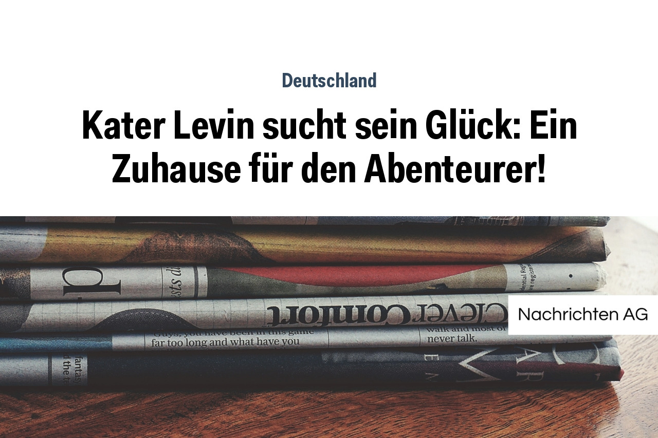 Kater Levin sucht sein Glück: Ein Zuhause für den Abenteurer!