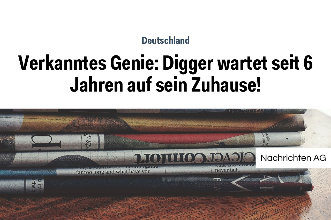 Verkanntes Genie: Digger wartet seit 6 Jahren auf sein Zuhause!
