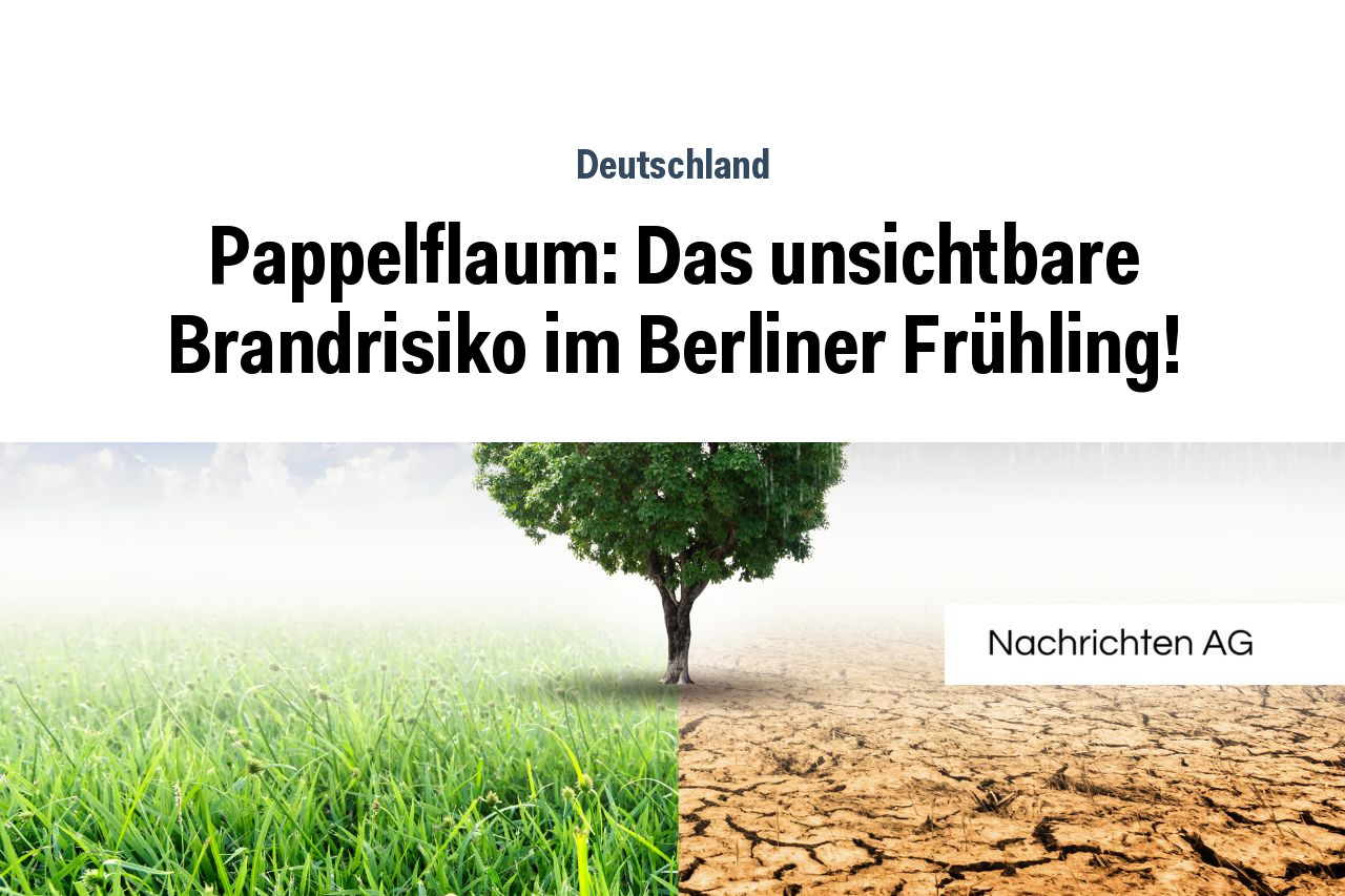 Pappelflaum: Das unsichtbare Brandrisiko im Berliner Frühling!