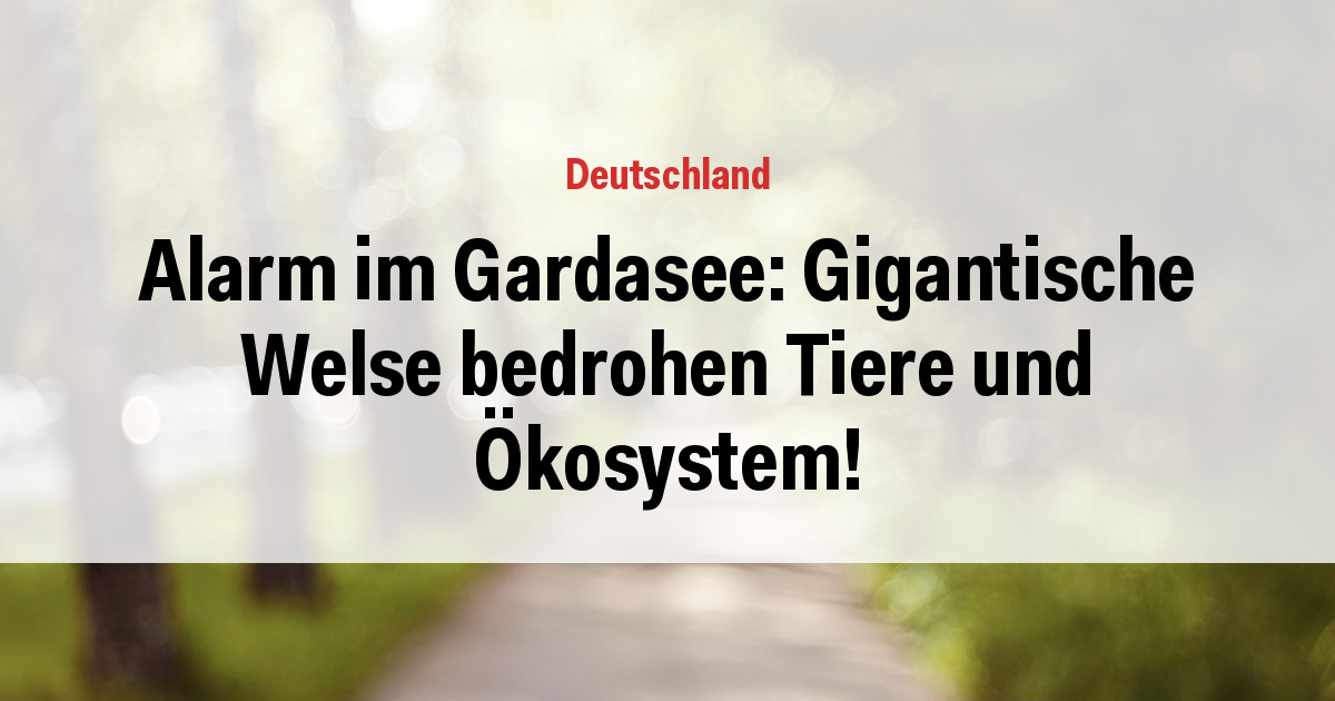Alarm im Gardasee: Gigantische Welse bedrohen Tiere und Ökosystem!