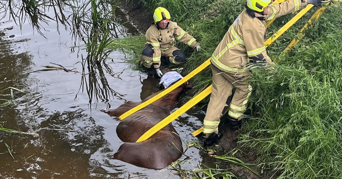 Pferde-Rettung in Oberneuland: Feuerwehr rettet Tier aus lebensgefährlichem Graben!