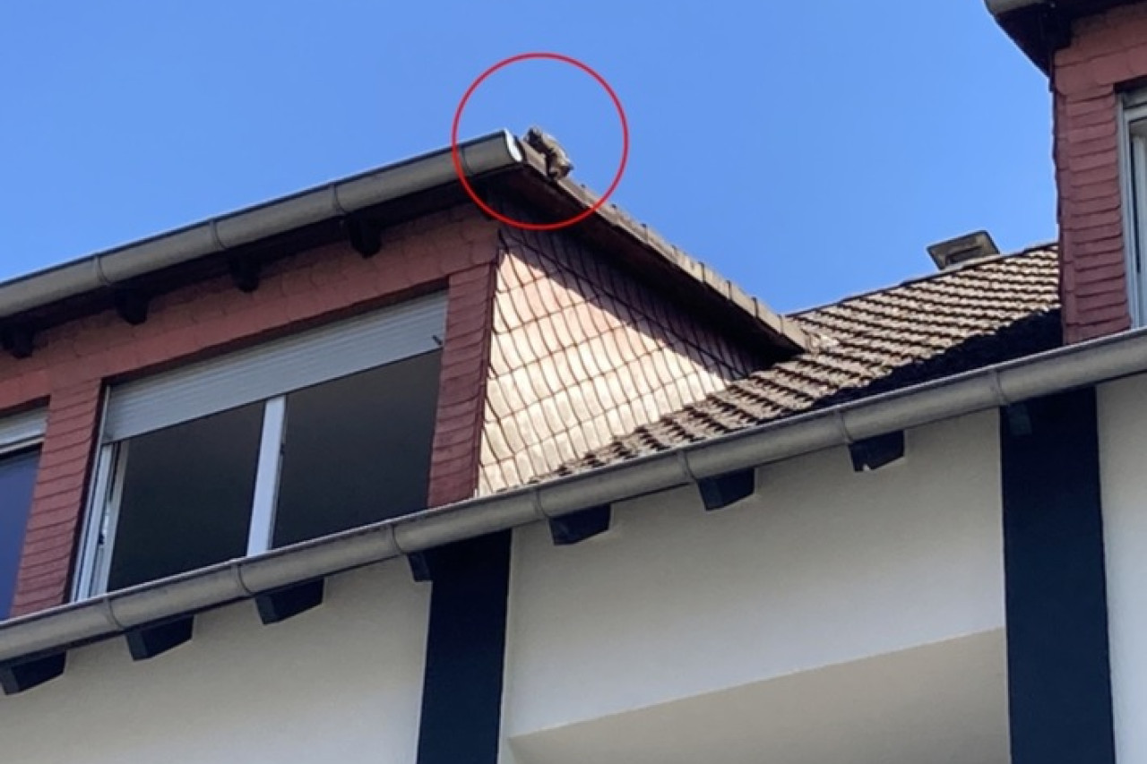 Feuerwehrrettung in Viernheim: Katze aus luftiger Lage gerettet!