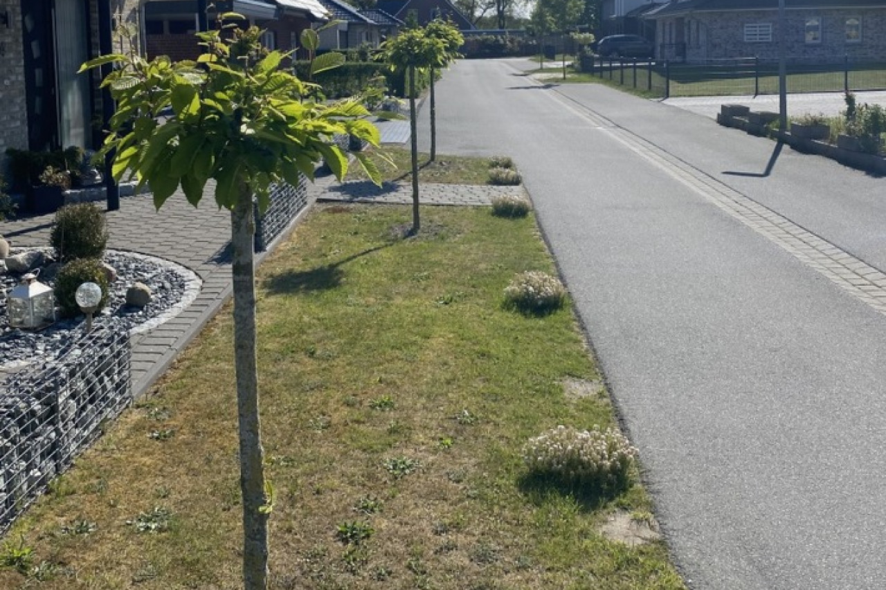 Beverstedt in Aufregung: Straßenbäume brutal beschädigt! Zeugen gesucht!