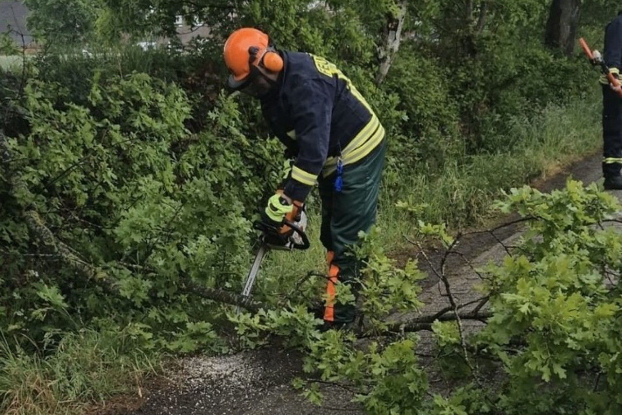 Gefährlicher Ast droht auf Auricher Straße zu stürzen – Feuerwehr rettet!