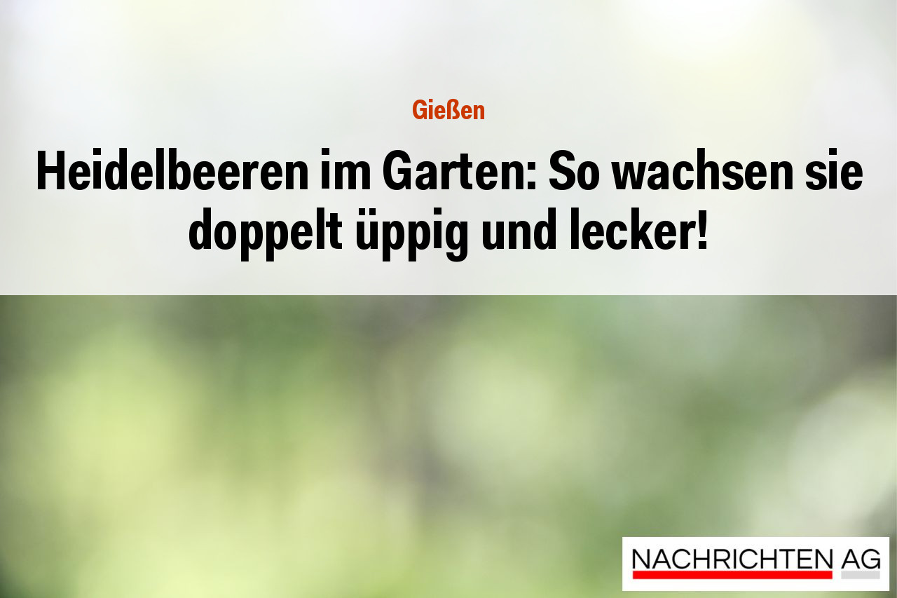 Heidelbeeren im Garten: So wachsen sie doppelt üppig und lecker!